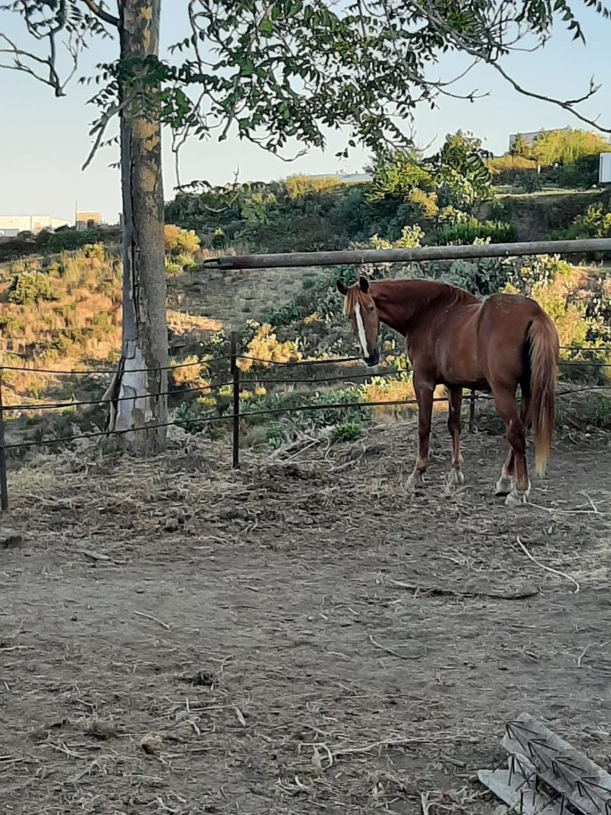 Agriturismo U Zu Peppino リーパリ エクステリア 写真